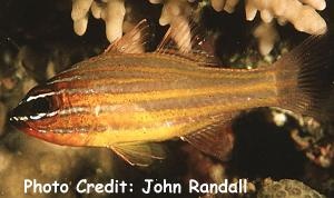  Apogon cyanosoma (Yellowstriped Cardinalfish)