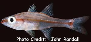  Apogon dispar (Whitespot Cardinalfish)
