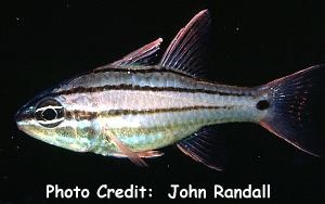  Apogon doederleini (Doederlein's Cardinalfish)