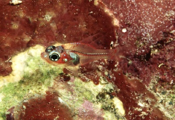  Apogon doryssa (Longspine Cardinalfish)