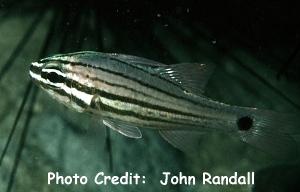  Apogon endekataenia (Candystripe Cardinalfish)