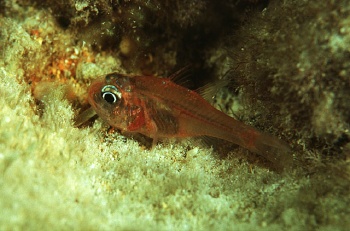  Apogon erythrinus (Hawaiian Ruby Cardinalfish)