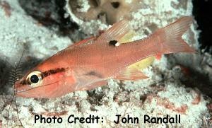  Apogon evermanni (Evermann's Cardinalfish)