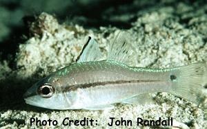  Apogon exostigma (Narrowstripe Cardinalfish)