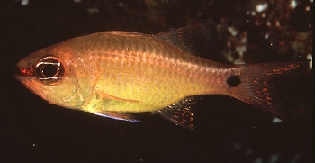  Apogon flavus (Brassy Cardinalfish)