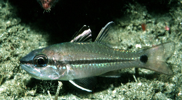  Apogon fraenatus (Bridled Cardinalfish)