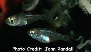  Zoramia fragilis (Fragile Cardinalfish)