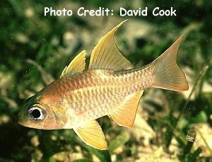  Apogon griffini (Sicklefin Cardinalfish)