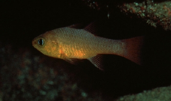  Apogon guadalupensis (Guadalupe Cardinalfish)