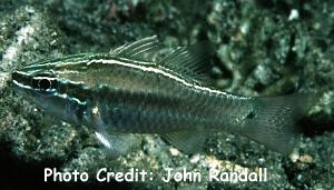  Apogon hartzfeldii (Hartzfeld's Cardinalfish)