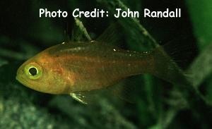  Apogon hoevenii (Frostfin Cardinalfish)