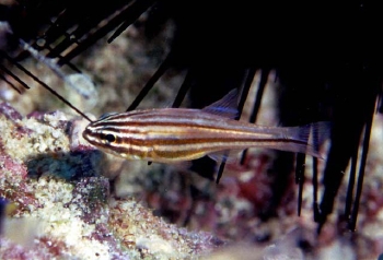  Apogon holotaenia (Copperstriped Cardinalfish)