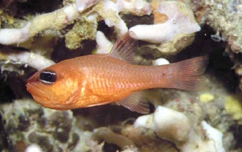  Apogon imberbis (Cardinal Fish)