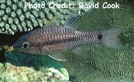  Apogon kallopterus (Iridescent Cardinalfish)