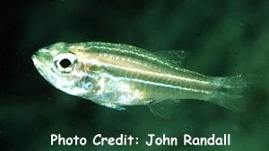  Apogon kiensis (Rifle Cardinalfish)