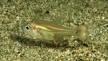  Apogon lateralis (Humpback Cardinalfish)