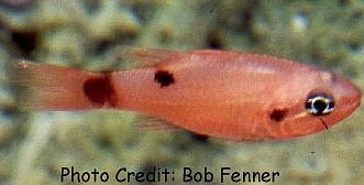  Apogon maculatus (Flame Cardinalfish)
