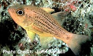  Apogon maculiferus (Spotted Cardinalfish)