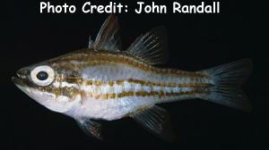  Apogon margaritophorus (Redstripe Cardinalfish, Pearly Cardinalfish)
