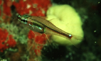  Apogon melanoproctus (Blackvent Cardinalfish)