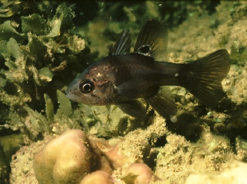  Apogon melas (Black Cardinalfish)
