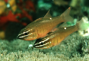  Apogon moluccensis (Moluccan Cardinalfish)
