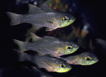  Apogon monospilus (Moluccen Cardinalfish)