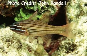  Apogon multilineatus (Multistripe Cardinalfish)
