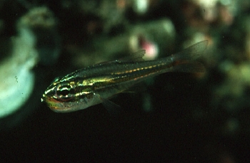  Apogon nanus (Tiny Cardinalfish)