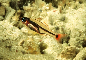 Apogon neotes (Mini Cardinalfish)