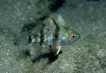  Apogon nigripinnis (Bullseye Cardinalfish)