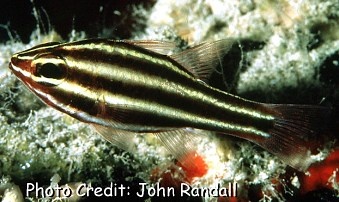  Apogon nigrofasciatus (Blackstriped Cardinalfish)