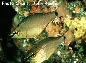  Apogon notatus (Spotnape Cardinalfish)