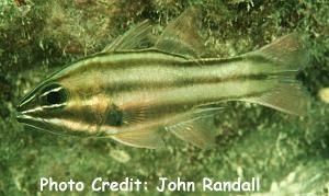  Apogon novemfasciatus (Sevenstriped Cardinalfish)