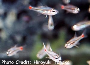  Apogon parvulus (Redspot Cardinalfish)