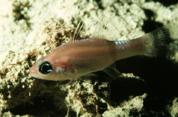  Apogon phenax (Mimic Cardinalfish)
