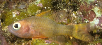  Apogon posterofasciatus (Rearbar Cardinalfish)