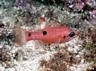  Apogon pseudomaculatus (Twospot Cardinalfish)