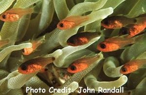  Apogon quadrisquamatus (Sawcheek Cardinalfish)