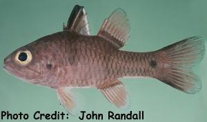  Apogon rhodopterus (Redfin Cardinalfish)