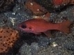  Apogon robinsi (Roughlip Cardinalfish)