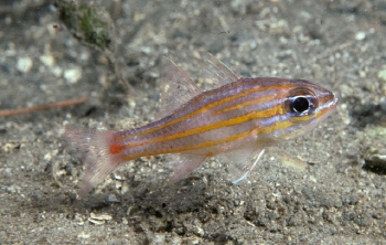  Apogon rubrimacula (Rubyspot Cardinalfish)