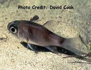 Apogon savayensis (Samoan Cardinalfish)