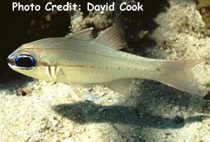  Apogon sealei (Seale's Cardinalfish)