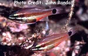  Apogon selas (Meteor Cardinalfish)