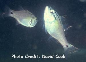  Apogon semilineatus (Halflined Cardinalfish)