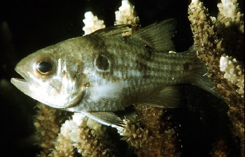  Apogon taeniatus (Twobelt Cardinalfish)