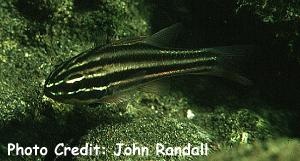  Apogon taeniopterus (Bandfin Cardinalfish)