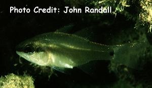 Apogon thermalis (Half-barred Cardinalfish)