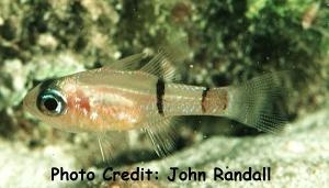  Apogon townsendi (Belted Cardinalfish)